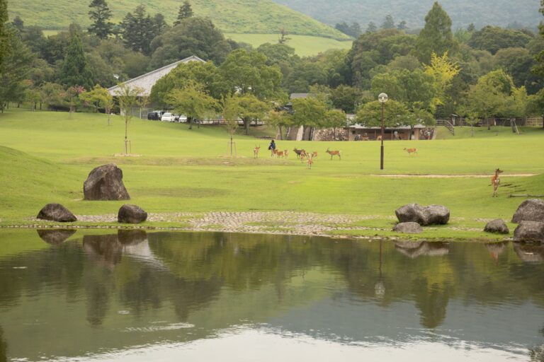 奈良_フォトウェディングロケ_奈良公園